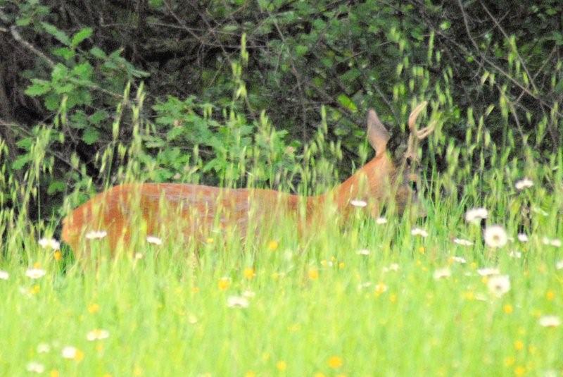 Il Capriolo